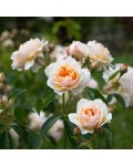 Rosa climber ’Ginger Sylabub’